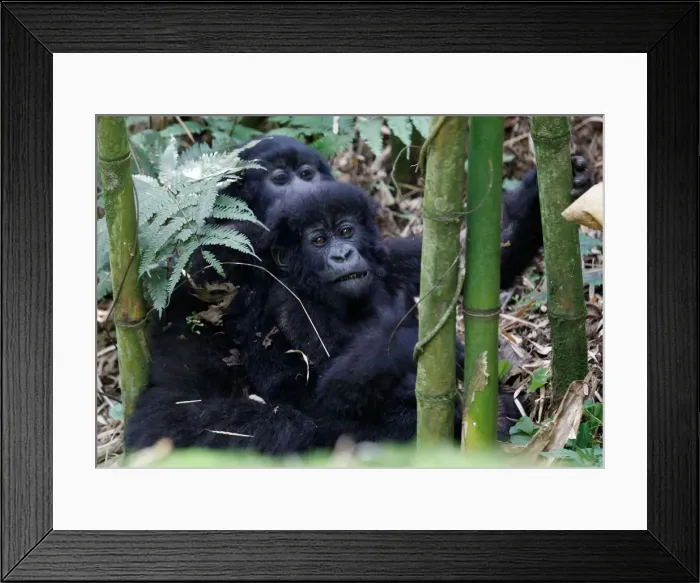 Framed Print : Endangered high mountain gorillas from Sabyinyo family play inside the forest within Framed Print : Endangered high mountain gorillas from Sabyinyo family play inside the forest within