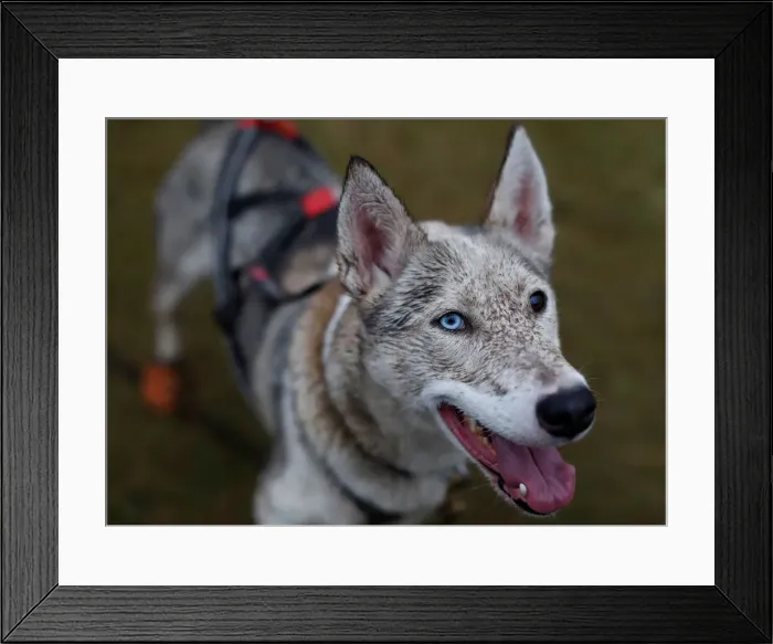 Framed Print : A husky with different coloured eyes is seen at the Aviemore Sled Dog Rally in Aviemore