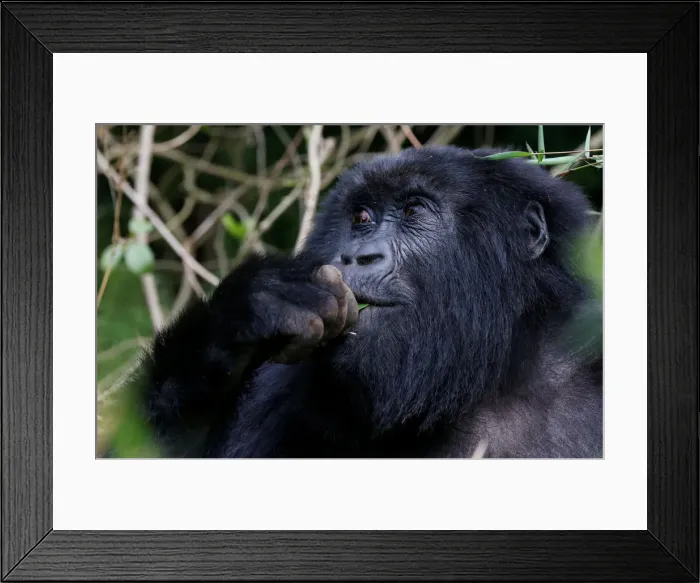 Framed Print : An endangered female high mountain gorilla from the Sabyinyo family eats inside Framed Print : An endangered female high mountain gorilla from the Sabyinyo family eats inside