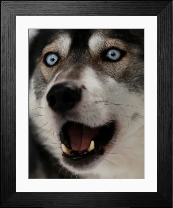 Framed Print : A Husky dog is tethered before practice for the Aviemore Sled Dog Rally in Feshiebridge Framed Print : A Husky dog is tethered before practice for the Aviemore Sled Dog Rally in Feshiebridge