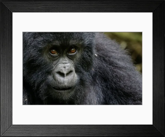 Framed Print : An endangered high mountain gorilla from the Sabyinyo family is seen inside the forest Framed Print : An endangered high mountain gorilla from the Sabyinyo family is seen inside the forest