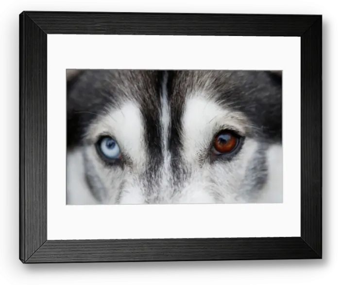 Framed Print : A husky with different coloured eyes is seen at the Aviemore Sled Dog Rally in Aviemore Framed Print : A husky with different coloured eyes is seen at the Aviemore Sled Dog Rally in Aviemore