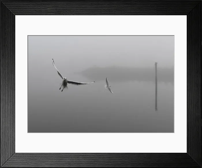 Framed Print : Seabirds fly through heavy fog at the Titanic docks in Belfast Framed Print : Seabirds fly through heavy fog at the Titanic docks in Belfast