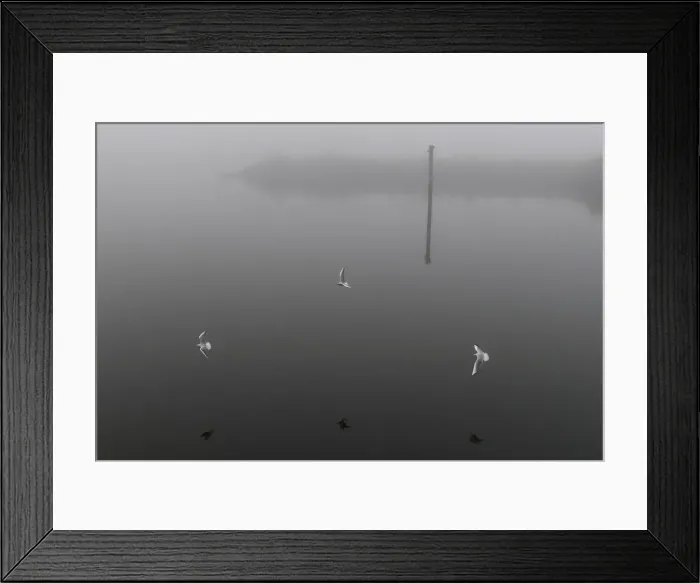 Framed Print : Seabirds fly through heavy fog at the Titanic docks in Belfast Framed Print : Seabirds fly through heavy fog at the Titanic docks in Belfast
