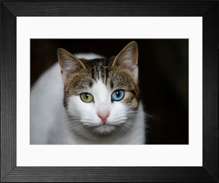 Framed Print : The Wider Image: Istanbul: city of cats Framed Print : The Wider Image: Istanbul: city of cats