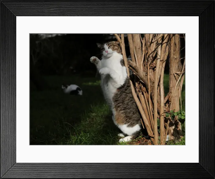 Framed Print : The Wider Image: Istanbul: city of cats