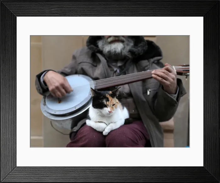Framed Print : The Wider Image: Istanbul: city of cats Framed Print : The Wider Image: Istanbul: city of cats