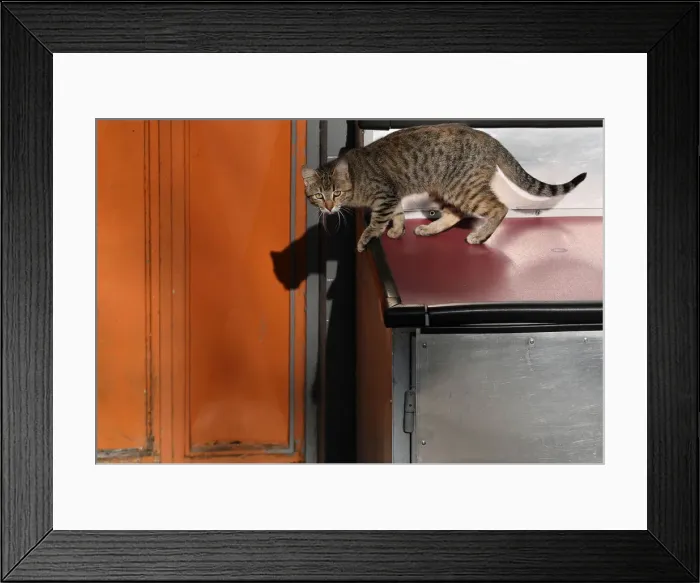Framed Print : The Wider Image: Istanbul: city of cats Framed Print : The Wider Image: Istanbul: city of cats