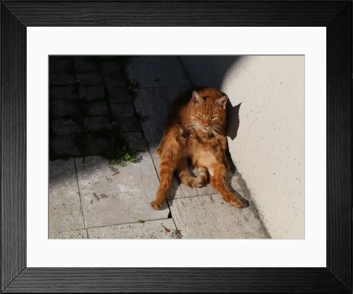 Framed Print : The Wider Image: Istanbul: city of cats