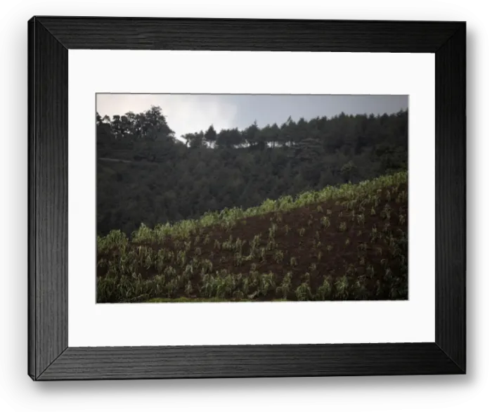 Framed Print : A corn field is seen covered in ash at an area affected by the eruption of Fuego volcano Framed Print : A corn field is seen covered in ash at an area affected by the eruption of Fuego volcano