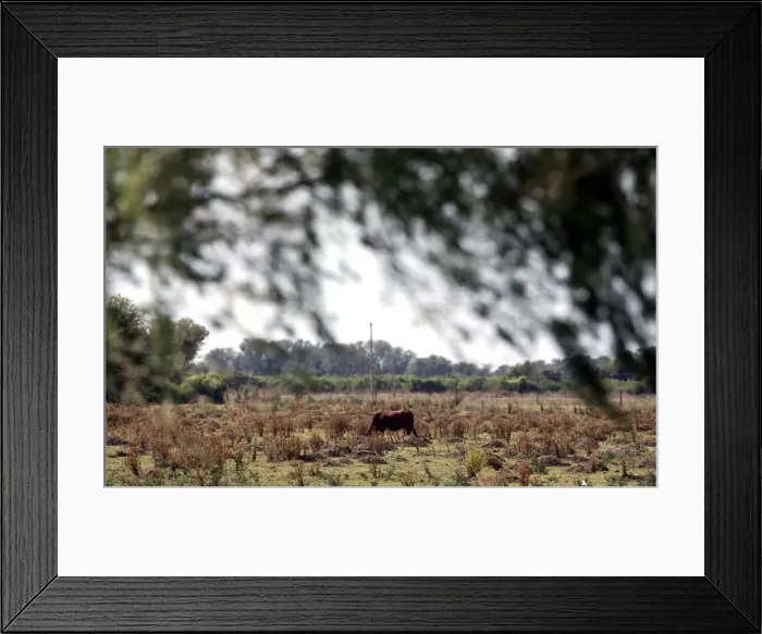 Framed Print : A cow grazes in a farm near Ceres Framed Print : A cow grazes in a farm near Ceres