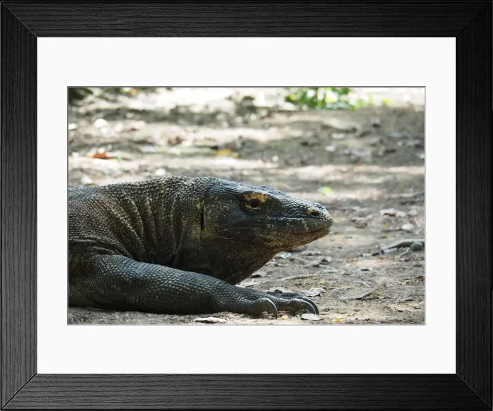 Framed Print : A Komodo Dragon is seen in Komodo National Park, Indonesia