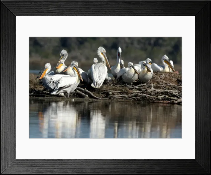 Framed Print : Dalmatian Pelicans (Pelecanus crispus) are pictured in the Divjake-Karavasta lagoon Framed Print : Dalmatian Pelicans (Pelecanus crispus) are pictured in the Divjake-Karavasta lagoon
