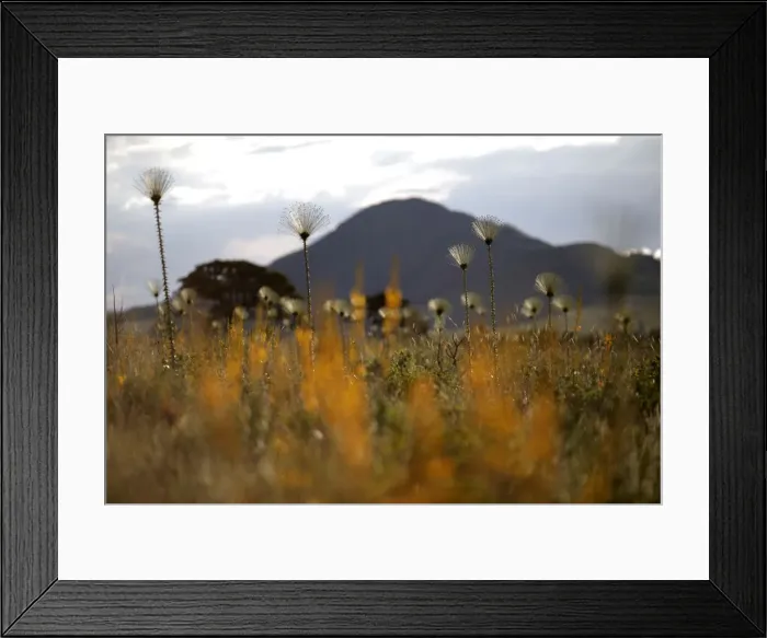 Framed Print : Paepalanthus SP plants, popularly known as shower heads Framed Print : Paepalanthus SP plants, popularly known as shower heads