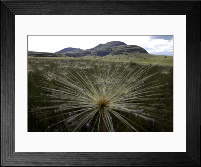 Framed Print : Paepalanthus SP plants, popularly known as shower heads