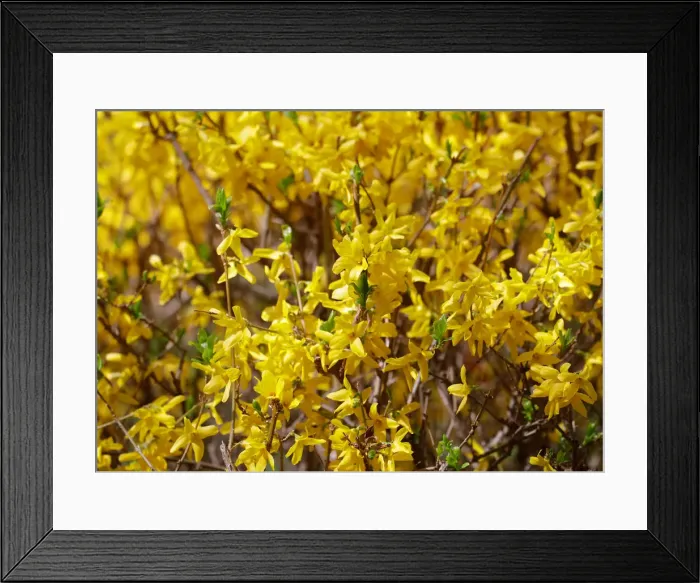 Framed Print : Blossoms are seen in a public garden in Vienna
