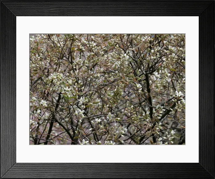 Framed Print : Blossoms are seen in a public garden in Vienna Framed Print : Blossoms are seen in a public garden in Vienna