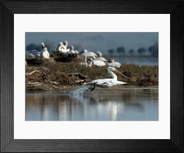 Framed Print : Dalmatian Pelicans (Pelecanus crispus) are pictured in the Divjake-Karavasta lagoon