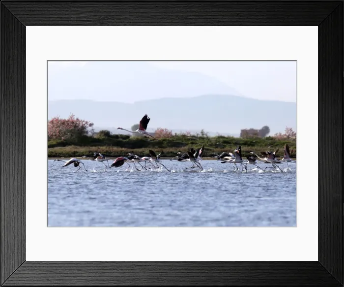 Framed Print : Flamingos (Phoenicopterus roseus) are pictured in the Divjake-Karavasta lagoon National Framed Print : Flamingos (Phoenicopterus roseus) are pictured in the Divjake-Karavasta lagoon National