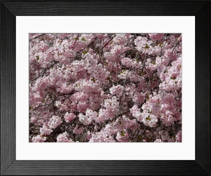 Framed Print : Blossoms are seen in a public garden in Vienna Framed Print : Blossoms are seen in a public garden in Vienna