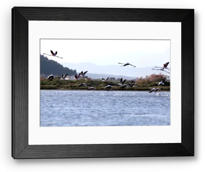 Framed Print : Flamingos (Phoenicopterus roseus) are pictured in the Divjake-Karavasta lagoon National Framed Print : Flamingos (Phoenicopterus roseus) are pictured in the Divjake-Karavasta lagoon National