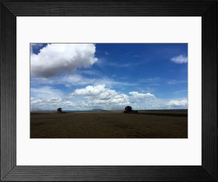 Framed Print : Workers harvest soybeans at a farm in Porto Nacional Framed Print : Workers harvest soybeans at a farm in Porto Nacional