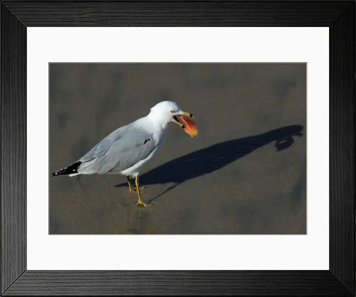 Framed Print : A seagull casts a shadow on the sand as it eats something it found on the sand at high Framed Print : A seagull casts a shadow on the sand as it eats something it found on the sand at high