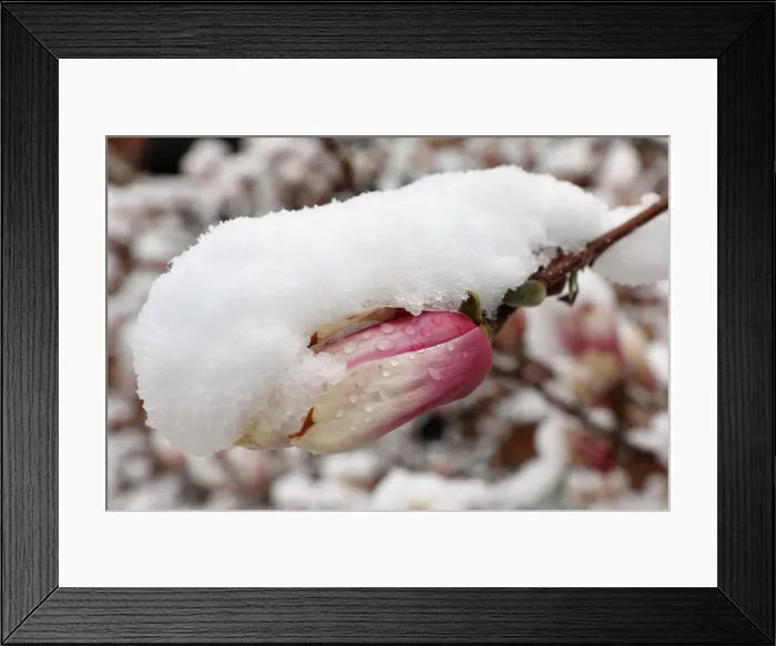 Framed Print : A magnolia is covered with snow before it start blooming in Washington Framed Print : A magnolia is covered with snow before it start blooming in Washington