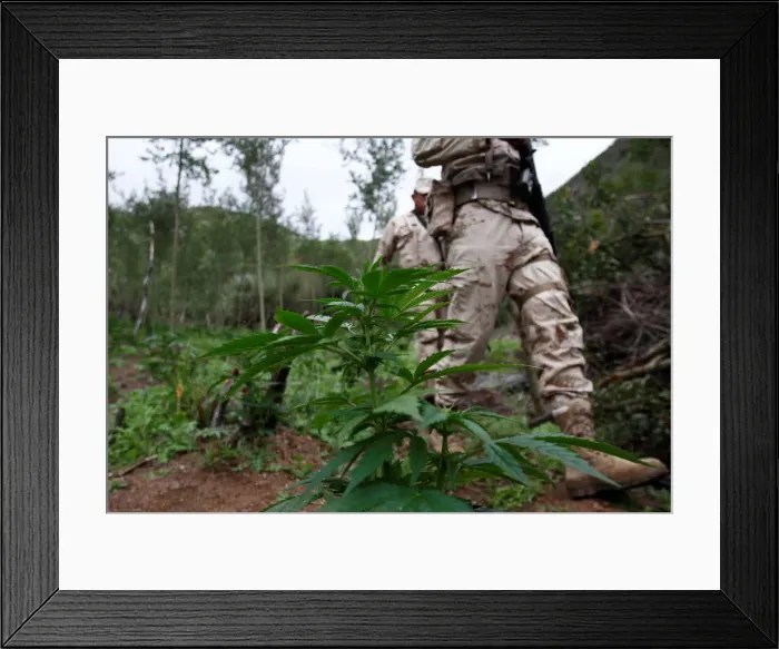 Framed Print : Soldiers walk during a military operation to destroy a marijuana plantation on Framed Print : Soldiers walk during a military operation to destroy a marijuana plantation on