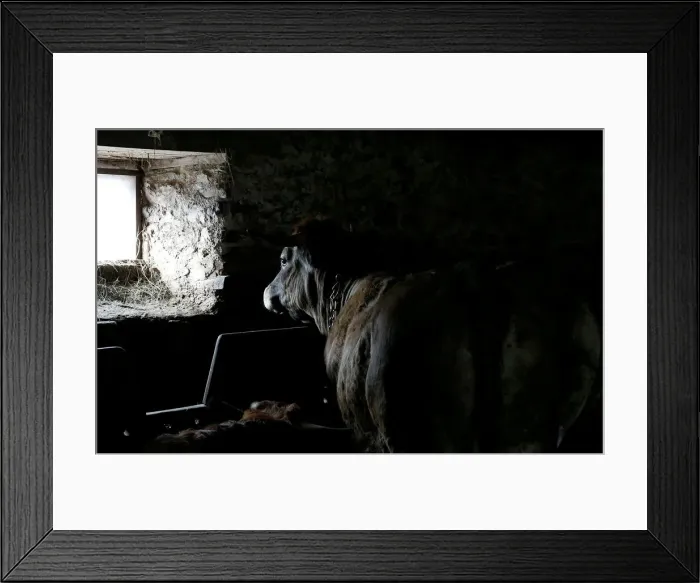 Framed Print : An Aubrac breed bull is pictured in a barn in Curieres Framed Print : An Aubrac breed bull is pictured in a barn in Curieres
