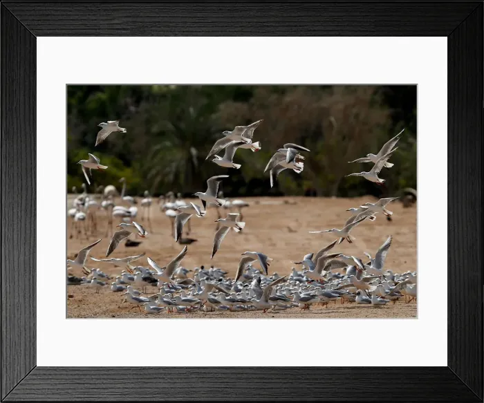Framed Print : A flock of migrating gulls is seen at a bird observatory in the city of Aqaba Framed Print : A flock of migrating gulls is seen at a bird observatory in the city of Aqaba