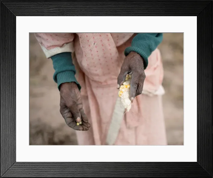 Framed Print : A woman plants maize in a communal vegetable garden in KwaNdengezi Framed Print : A woman plants maize in a communal vegetable garden in KwaNdengezi