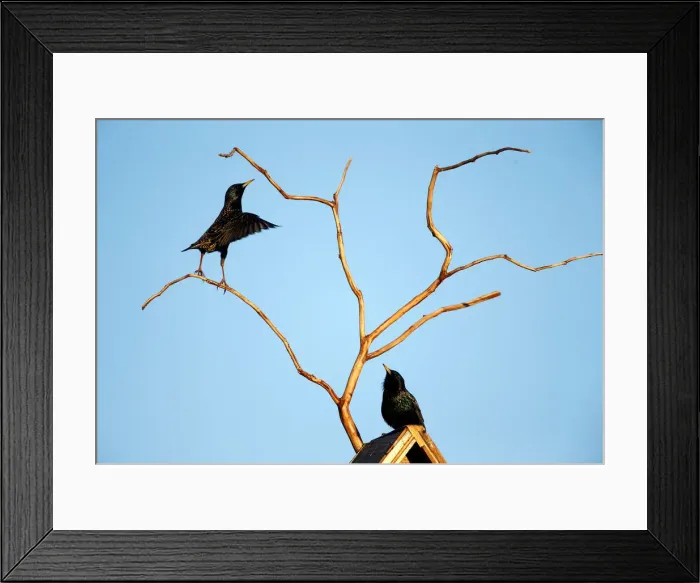 Framed Print : Starlings are seen at their nesting box in a private garden in the town of Bobruisk Framed Print : Starlings are seen at their nesting box in a private garden in the town of Bobruisk