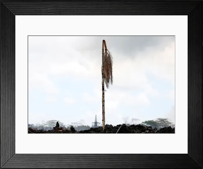 Framed Print : A dead palm tree stands in a lava flow in the Leilani Estates subdivision during ongoing Framed Print : A dead palm tree stands in a lava flow in the Leilani Estates subdivision during ongoing