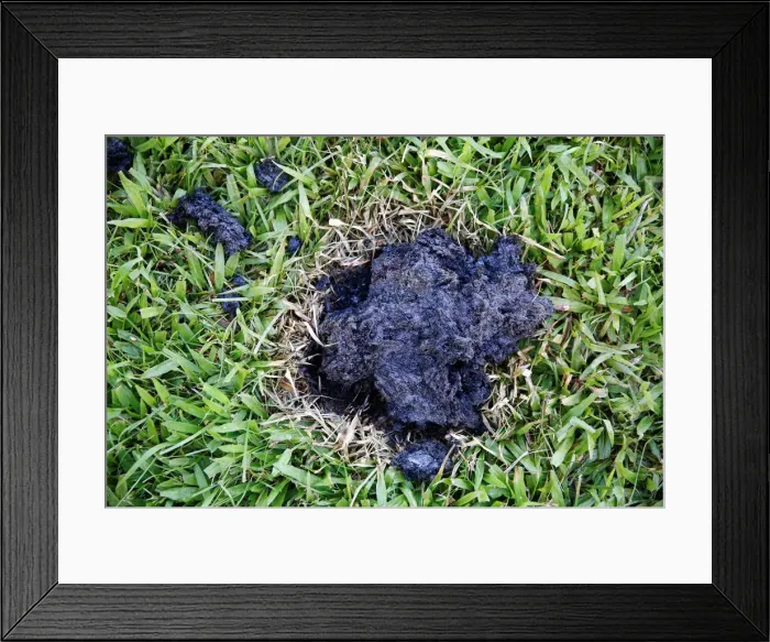 Framed Print : A chunk of lava cools on a lawn on the outskirts of Pahoa