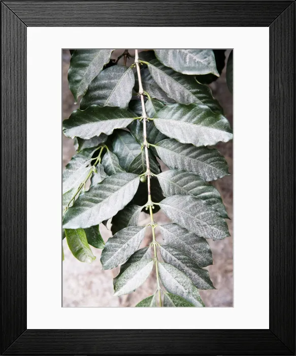 Framed Print : Volcanic ash covers coffee plants at the Ka u Coffee Mill in Pahala, Hawaii Framed Print : Volcanic ash covers coffee plants at the Ka u Coffee Mill in Pahala, Hawaii