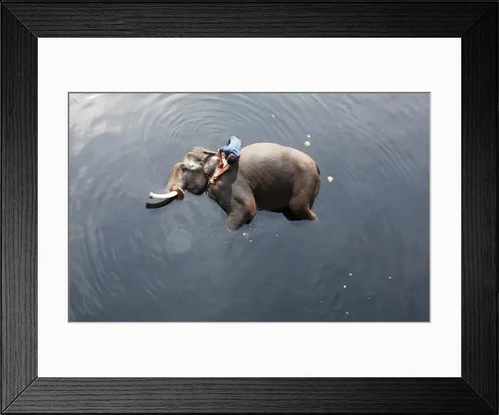 Framed Print : A mahout bathes his elephant in the polluted water of river Yamuna in New Delhi