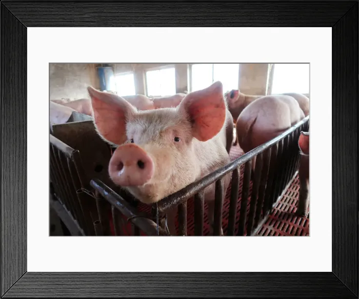 Framed Print : Pigs are seen on a family farm in Xiaoxinzhuang village, Hebei Framed Print : Pigs are seen on a family farm in Xiaoxinzhuang village, Hebei