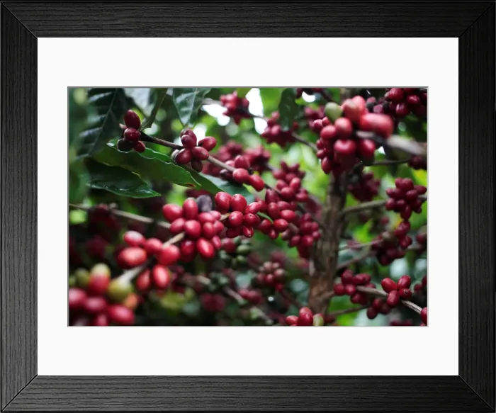 Framed Print : Robusta coffee fruits are seen at a plantation in Nueva Guinea Framed Print : Robusta coffee fruits are seen at a plantation in Nueva Guinea
