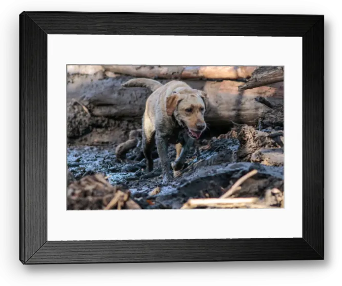 Framed Print : A search and rescue dog is guided through properties after a mudslide in Montecito Framed Print : A search and rescue dog is guided through properties after a mudslide in Montecito