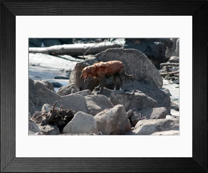 Framed Print : A search and rescue dog is guided through properties after a mudslide in Montecito Framed Print : A search and rescue dog is guided through properties after a mudslide in Montecito
