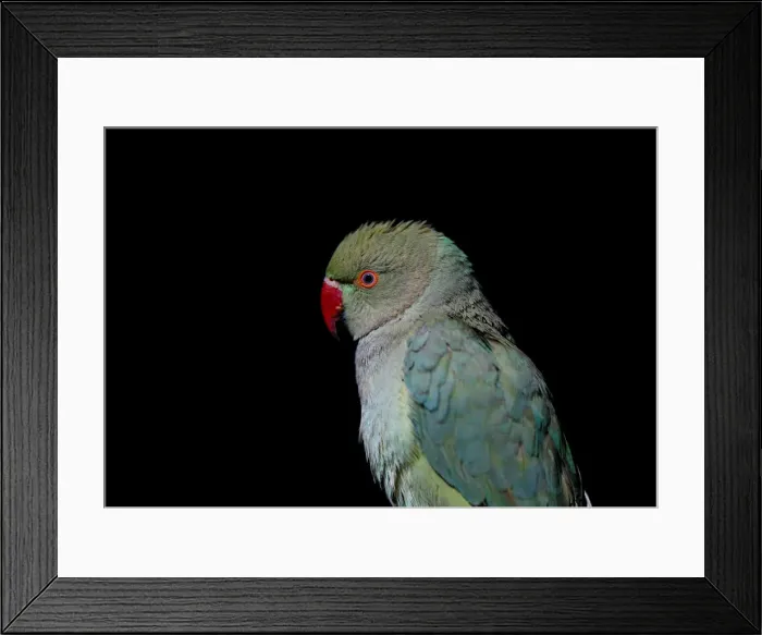 Framed Print : The Wider Image: Wings of joy: Kabuls bird market Framed Print : The Wider Image: Wings of joy: Kabuls bird market