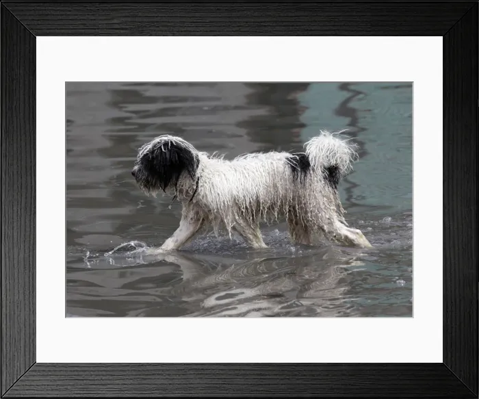 Framed Print : A dog walks on a flooded street in Nezahualcoyotl near Mexico City Framed Print : A dog walks on a flooded street in Nezahualcoyotl near Mexico City
