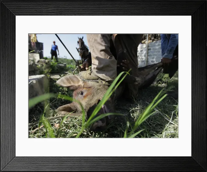 Framed Print : A farmer steps on the head of a pig as others tie it up before slaughtering at a farm