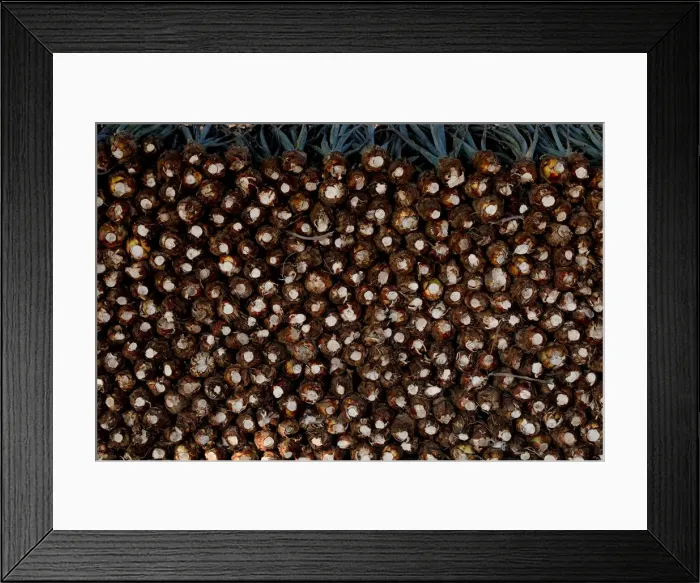Framed Print : The Wider Image: Tequila boom rooted in traditional farming techniques Framed Print : The Wider Image: Tequila boom rooted in traditional farming techniques