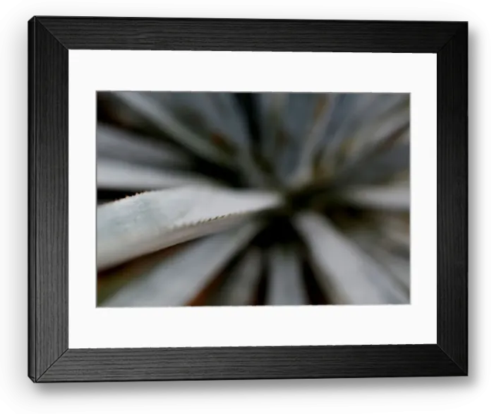 Framed Print : The Wider Image: Tequila boom rooted in traditional farming techniques Framed Print : The Wider Image: Tequila boom rooted in traditional farming techniques