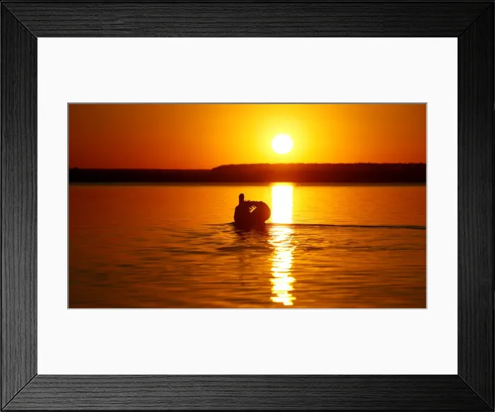 Framed Print : A mute swan swims during sunset in a lake near the town of Vileika Framed Print : A mute swan swims during sunset in a lake near the town of Vileika