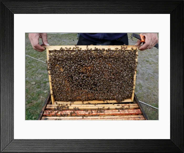 Framed Print : Bees are seen on frames of a beehive in Denee Framed Print : Bees are seen on frames of a beehive in Denee