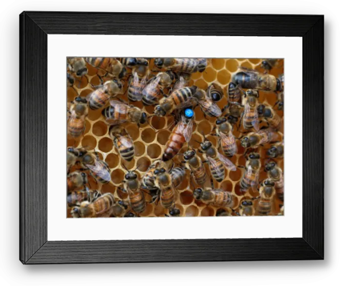 Framed Print : Bees are seen on frames of a beehive in Denee