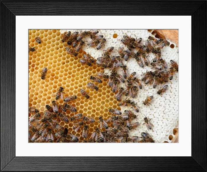 Framed Print : Bees are seen on frames of a beehive in Denee